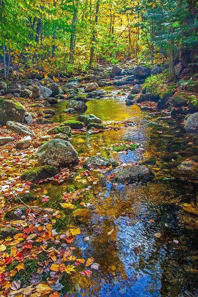 Gulin, Sylvia 아티스트의 USA-New England-Maine Autumn and stream just off of Wild River Road작품입니다.